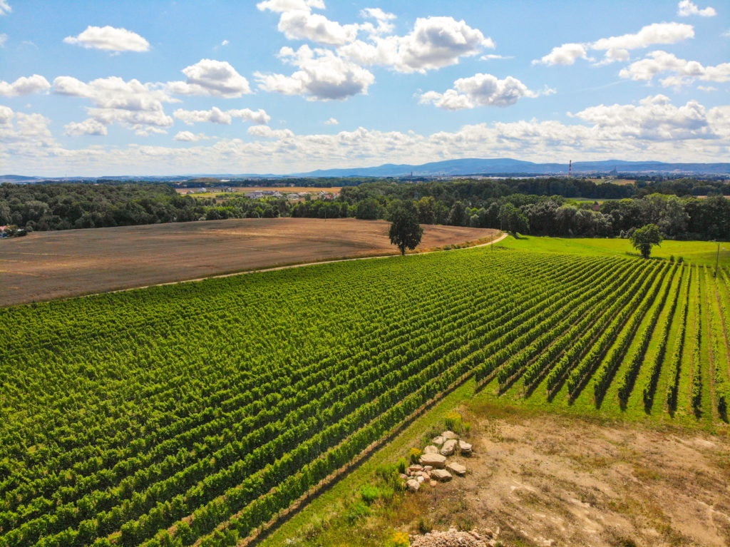 Weinanbau in Polen Niederschlesien