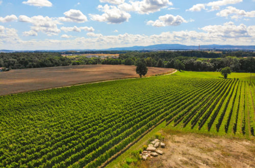 Weinanbau in Polen Niederschlesien