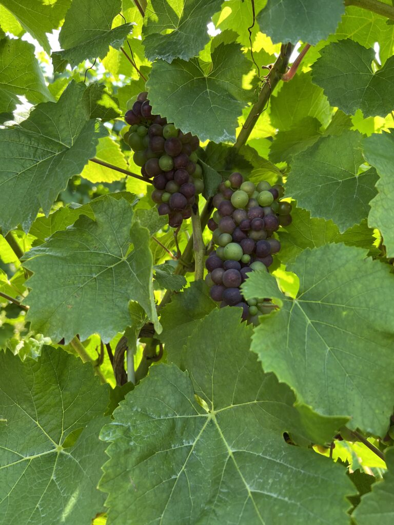 Grapes at Winnica Moderna