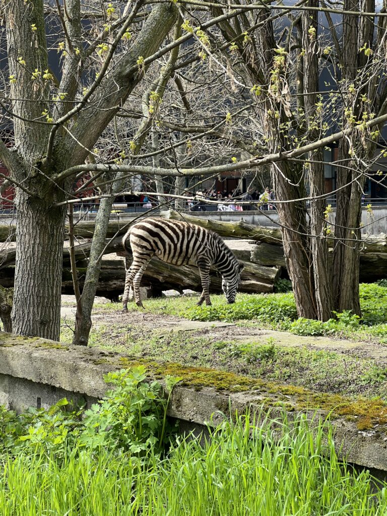 Zebra im Zoo Breslau