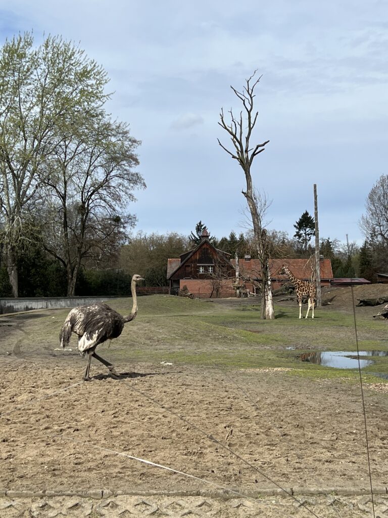 Strauss im Zoo Breslau