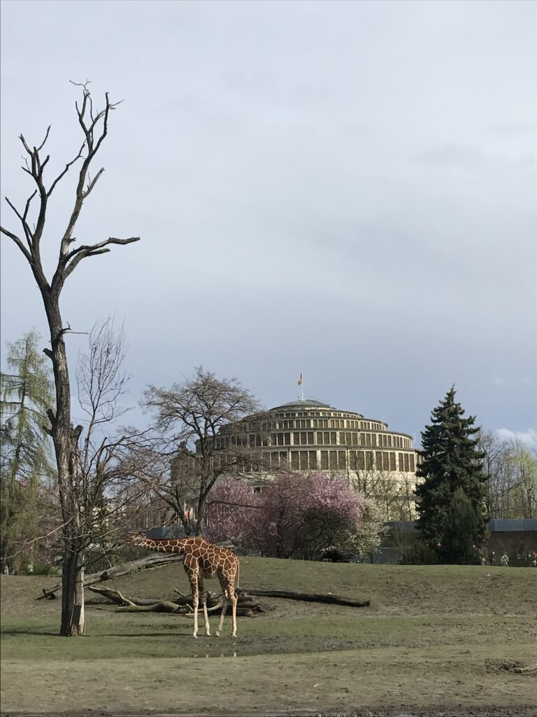 Giraffe im Zoo Breslau