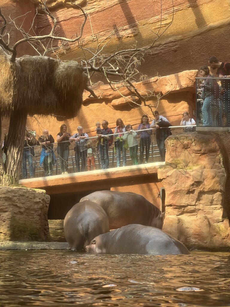 Hippos in Wroclaw Zoo