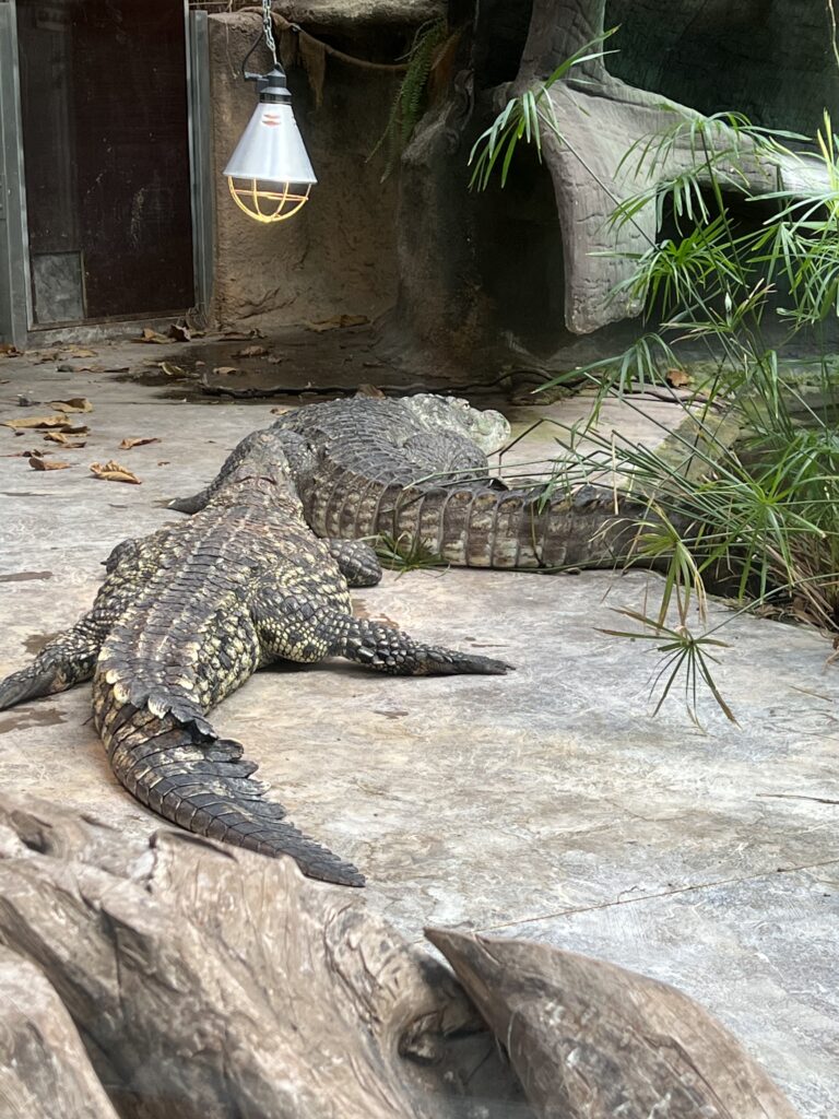 Alligator in Breslau