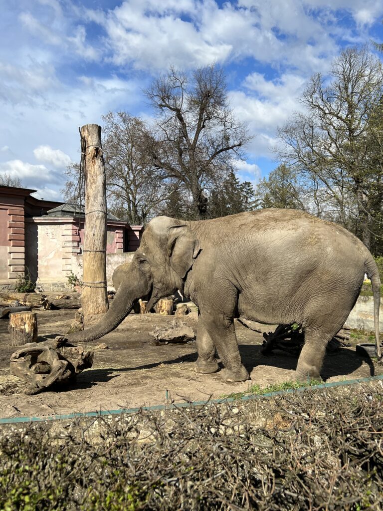 Elefant in Breslau