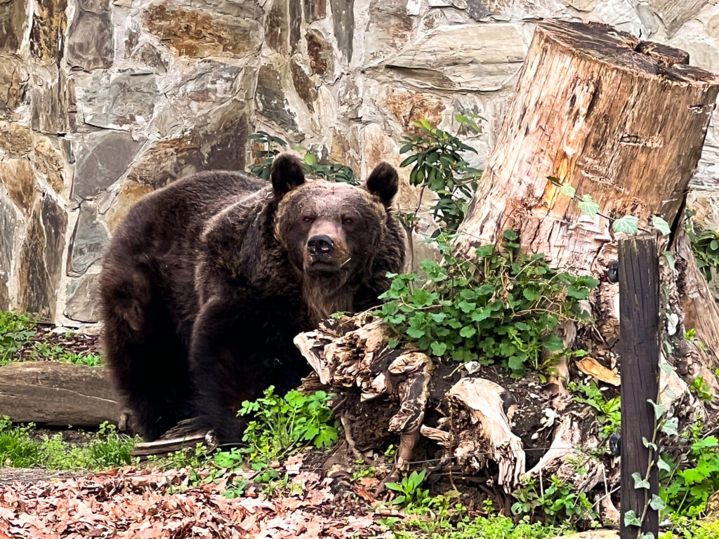 The Zoo in Wroclaw